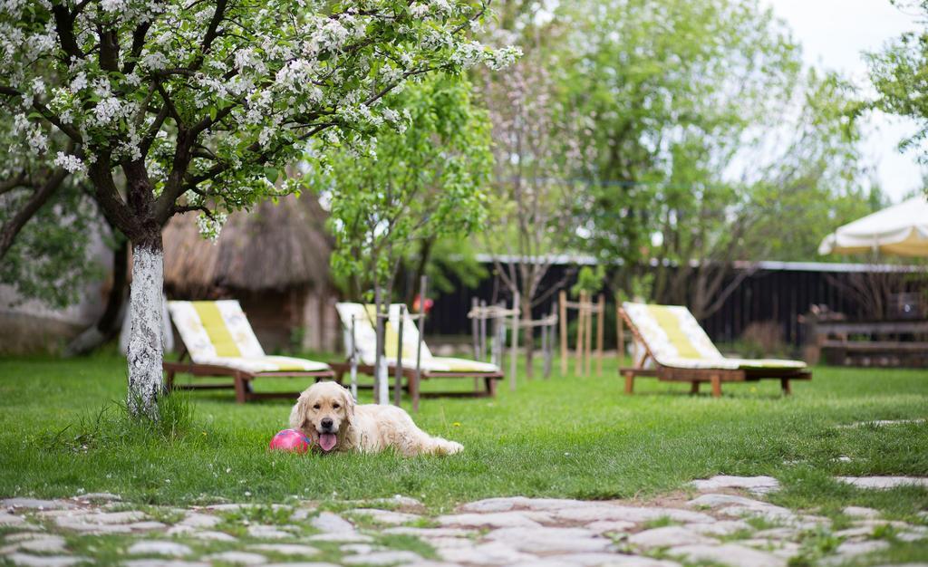 Casa Mosului - Transfagarasan Bed & Breakfast Cîrţişoara Extérieur photo